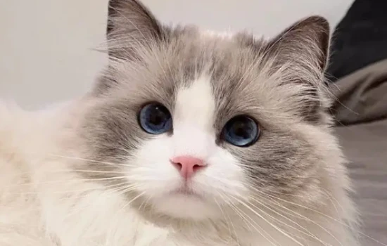 Finding Your Soulmate: How to Choose the Perfect Cat for You