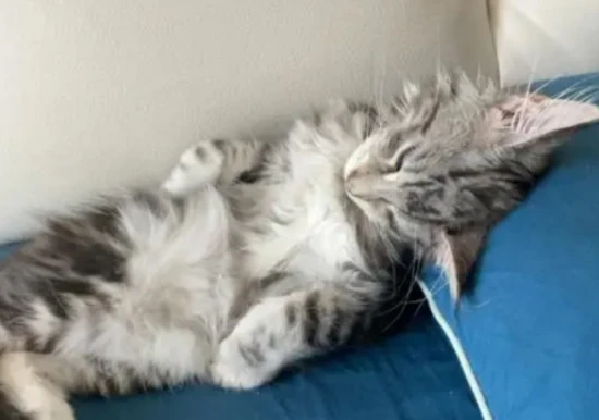 What does a cat's stiff neck look like?