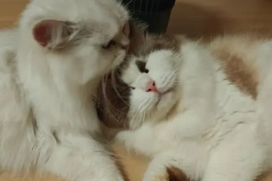 Can cats eat oranges?