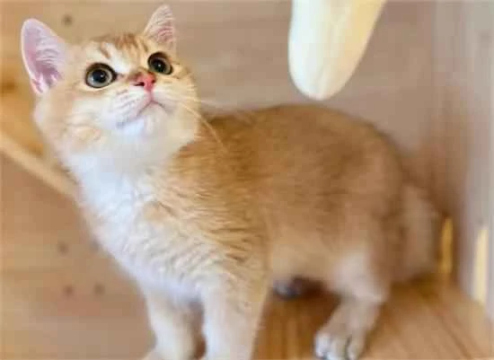 How to make your cat's fur shinier and smoother