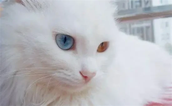 What to feed your cat to make its fur shiny?