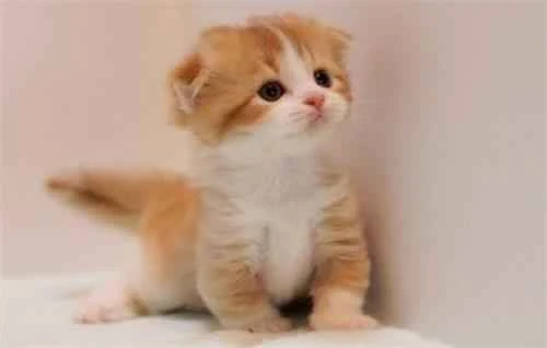 Should I choose a fully enclosed litter box for my cat?