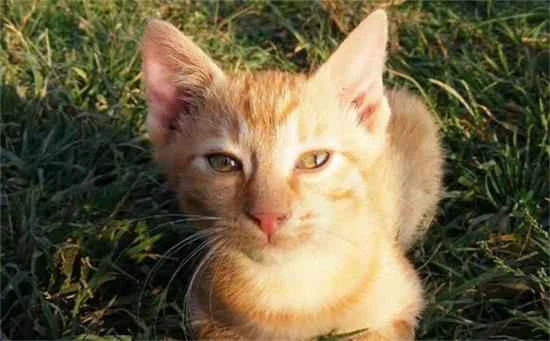 What cat breeds are suitable for first-time cat owners?