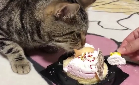 Can cats eat cream cake?