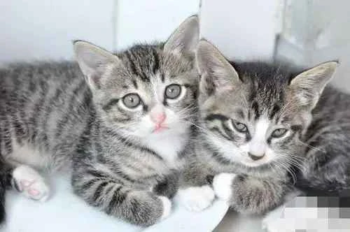 Why do cats keep biting the scratching post?