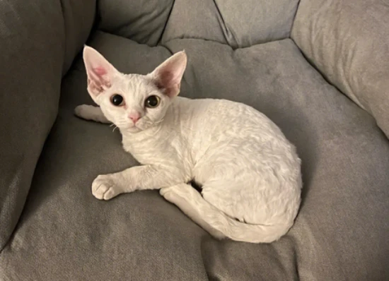 Can cats eat melons?