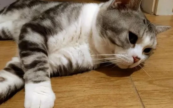 How to treat mites on cats