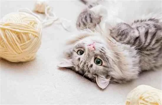 猫咪掉毛太烦人！猫咪掉毛严重要怎么解决？