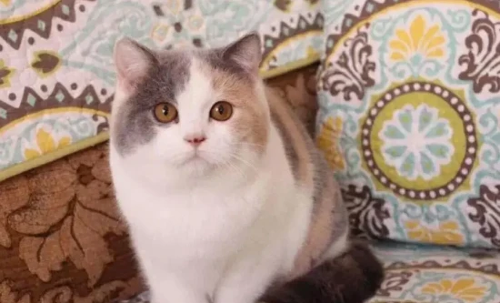 Is a cat sick if its nose is cold and wet?