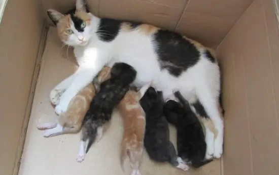 What should a mother cat eat after giving birth?