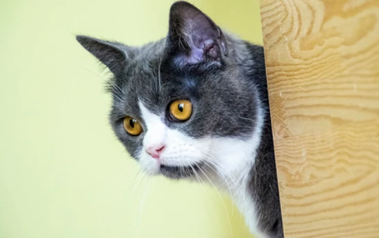 Signs that a cat likes a dog