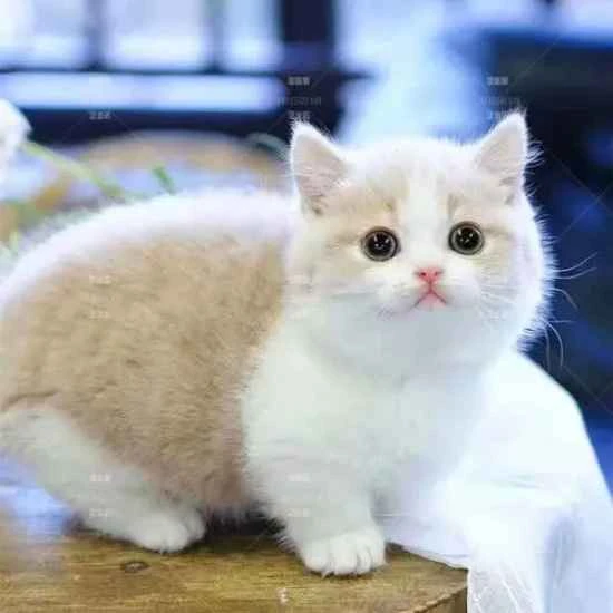 Do cats scratch their necks even without worms? These are some reasons why cats might scratch their necks.