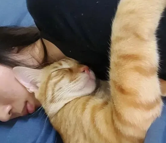 When a cat licks you, it doesn't necessarily mean it loves you; it's just expressing these other meanings. 猫咪喜欢舔你,并不是爱你,而是表达这些意思