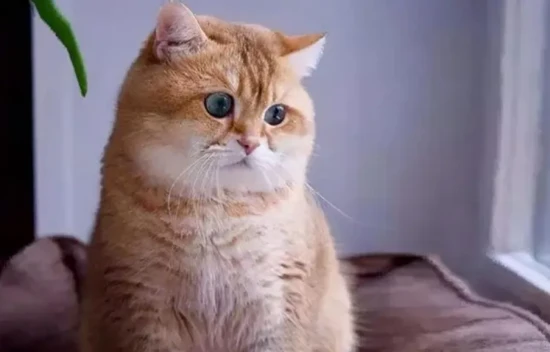 The difference between a cat with puffy cheeks and being overweight.