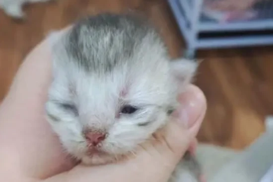 How many days does it take for a cat to open its eyes?