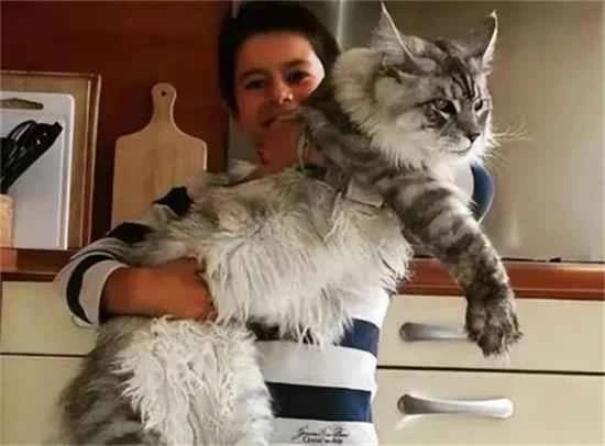 盘点“比狗还忠诚”的六种猫 你家上榜了吗