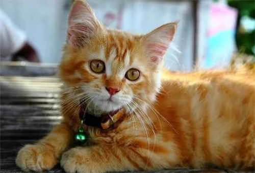 What does it mean when one cat bites another cat's neck?