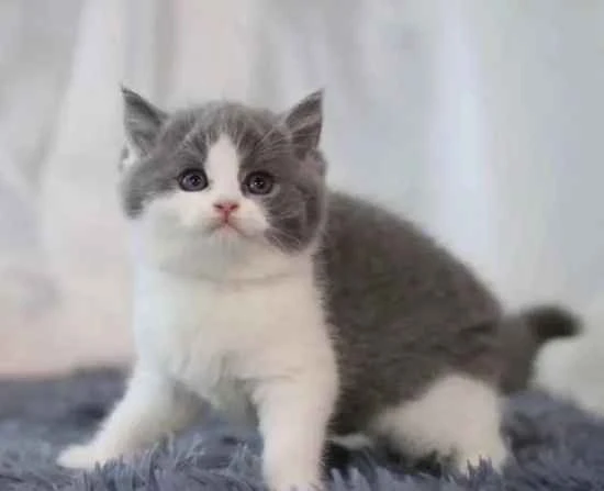 How to take a cat's temperature