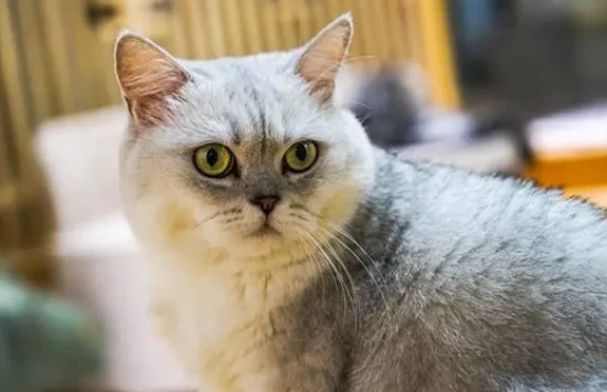 What is the personality of a Pomeranian cat?