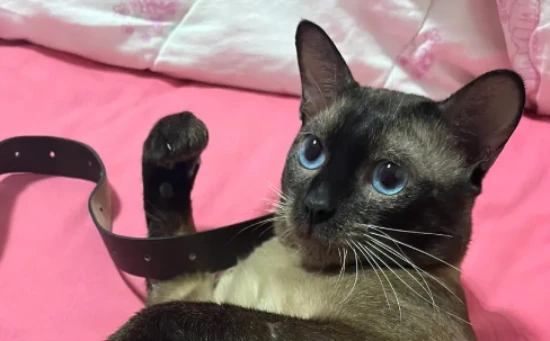 Why do cats poop on blankets?