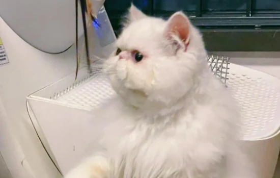 Why do cats' eyes tear up?