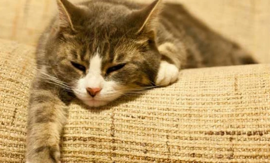 Can cats eat raw eggs?