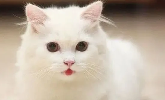 How to kill fleas on a cat?