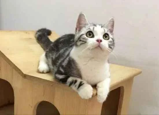 At what age should cats start getting vaccinated?