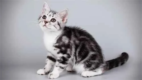 How often should a pet cat receive its vaccinations, and how many shots are there in total?