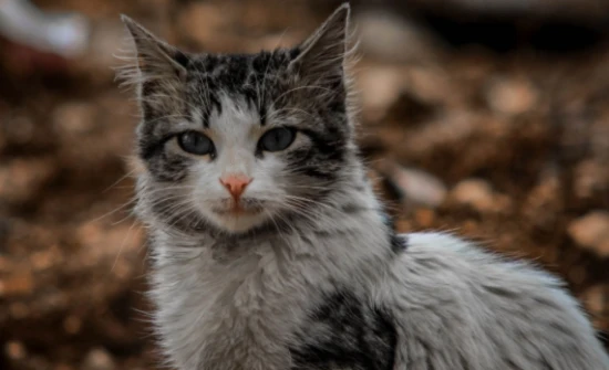 How to take good photos of your cat?