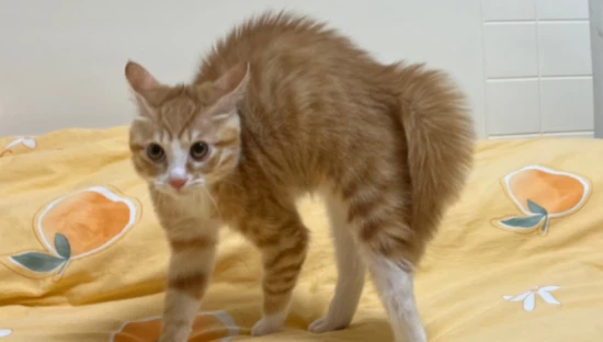 What does it mean when a cat arches its back?