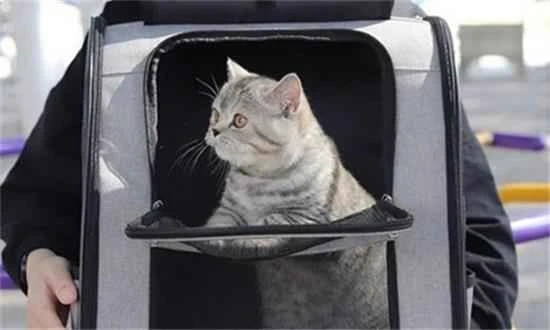 Can I bring a pet cat on a train?