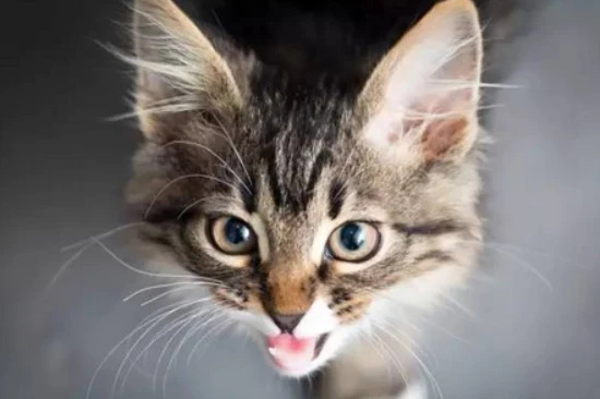 What do the round and vertical pupils of a cat's eyes mean?