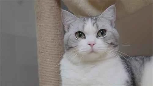 The cat suddenly smelled bad.