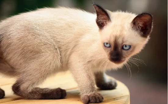 Do cats need to wear clothes in winter? Which cats need to wear clothes?