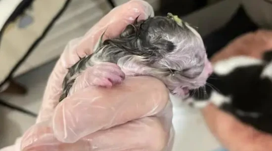 How to help a cat with her first litter?