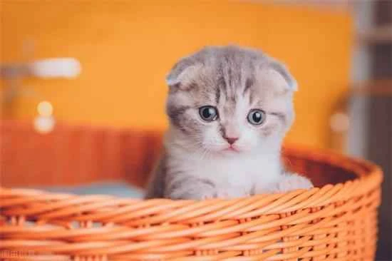 What causes a kitten to drool?