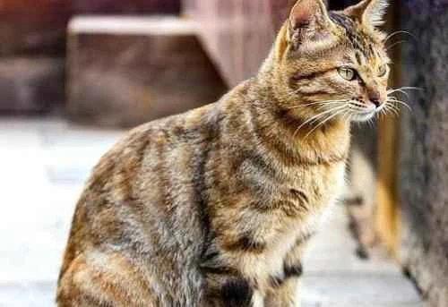 Why is my cat's stomach making a constant gurgling sound?