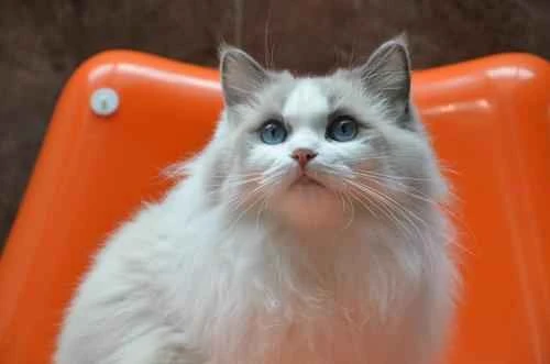 You'll know when Ragdoll cats need to be vaccinated after reading this.