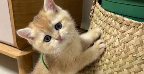 Why do stray cats meow like children in the middle of the night? Why are their meows so frightening?