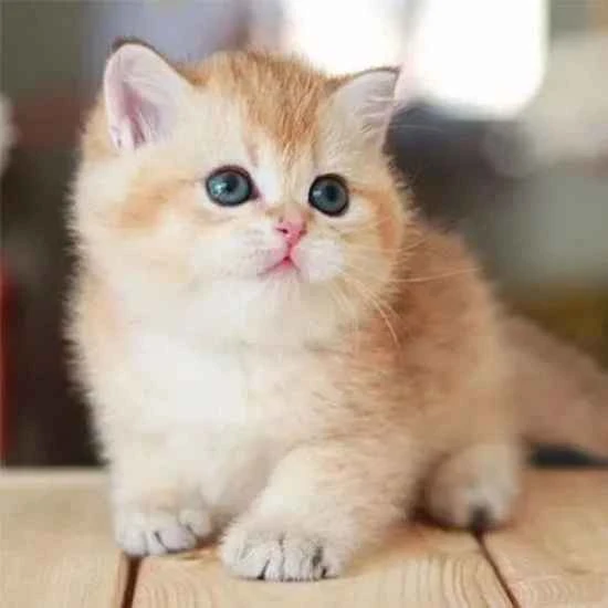 Why does the mother cat keep licking her kittens?