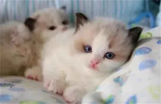 Will a cat die if it doesn't eat or drink for more than ten days?