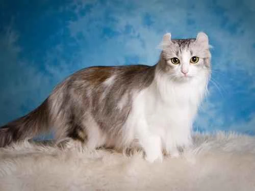 How high can a cat fall from to die?