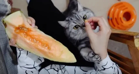 Can cats eat cantaloupe?