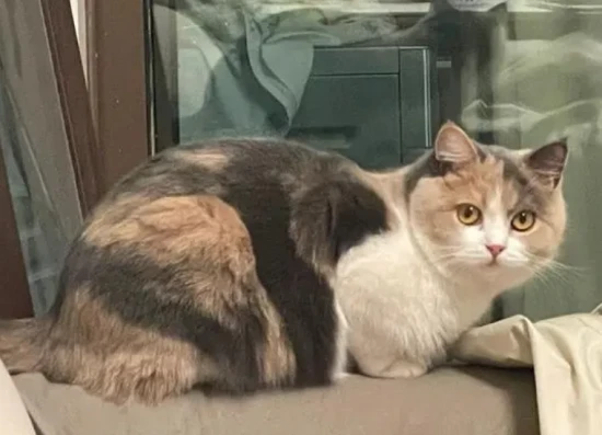 Cats are lethargic in winter; are cats also prone to depression during winter?