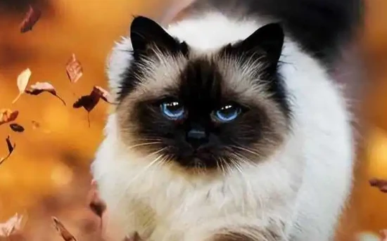 What does it mean when a cat comes to your house?