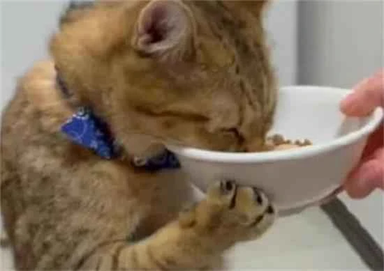 What to do if your cat eats chocolate?