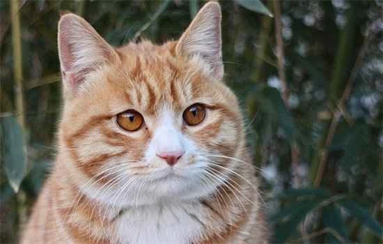 What does cat dander allergy include?