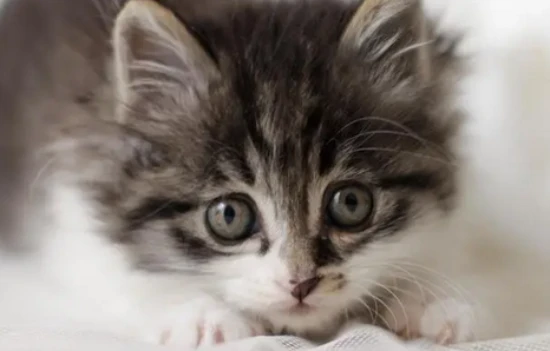 Will a 20-day-old kitten defecate on its own?