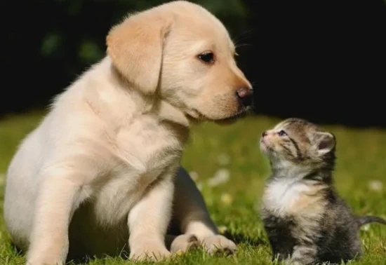 Why can cats and dogs live together with humans?